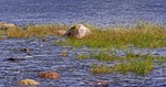 baltic sea, waters, boulders
