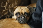 dog, animal, canine