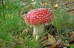nature, lawn, mushroom