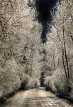 nature, tree, winter