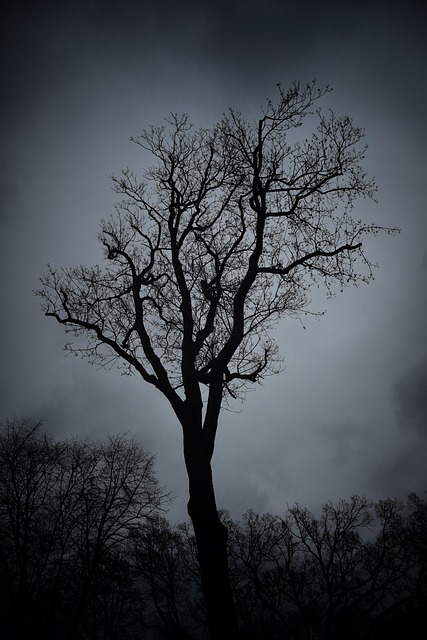 Free Tree Landscape photo and picture