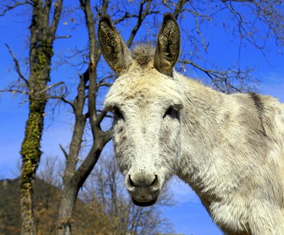 mladá africká dívka v prdeli