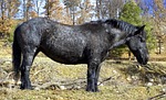 horse, black, head