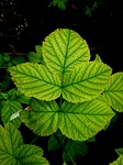 leaf, no person, natural