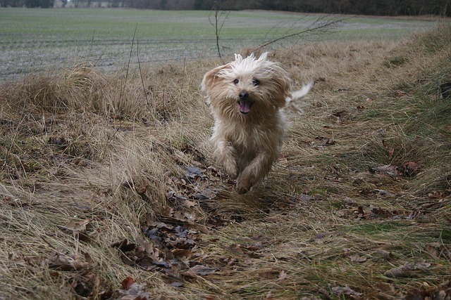 Natur, Draussen, Hund