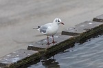 bird, body of water, nature