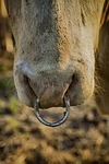 animal kingdom, nature, wildlife