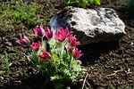 common pasque flower, flowers, violet