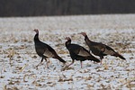 bird, wildlife, animal