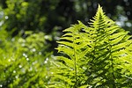 plant, nature, leaf