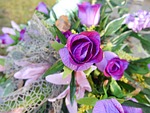 flower, plant, nature