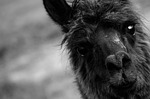 portrait, animal, mammal