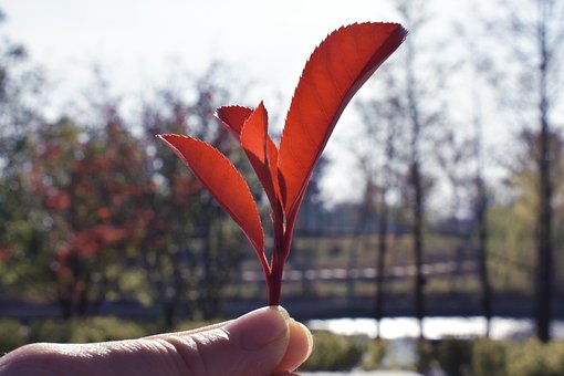 Free Nature Outdoor photo and picture