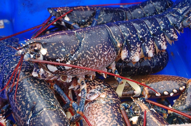 Free Seafood Crustacean photo and picture