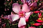 flower, thriving, nature