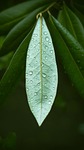 leaf, flora, nature