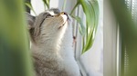 animals, nature, sit