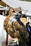 animal world, bird, animal