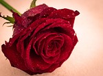 rose, flower, love