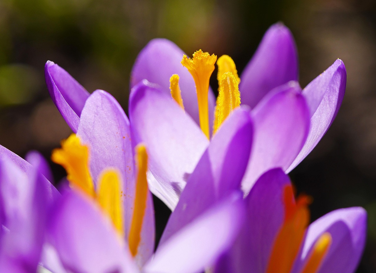 Flower - free online jigsaw puzzle photo