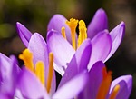 flower, nature, crocus