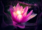 flower, lotus, plant