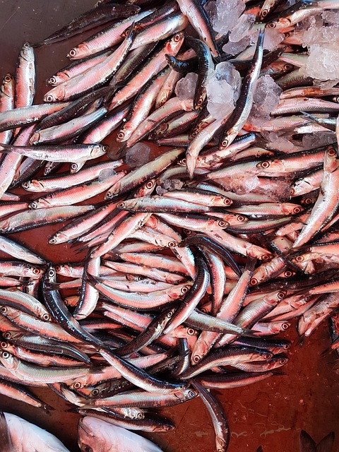 Free Fish Food photo and picture