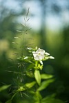 nature, plant, flower