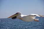 waters, bird, sea