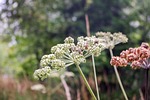 flower, plant, nature