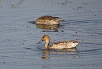 pintail, northern pintail, anas acuta