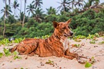 nature, animal, seashore