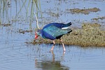 purple swamphen, purple moorhen, porphyiro porphyiro