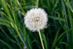 plant, lawn, nature