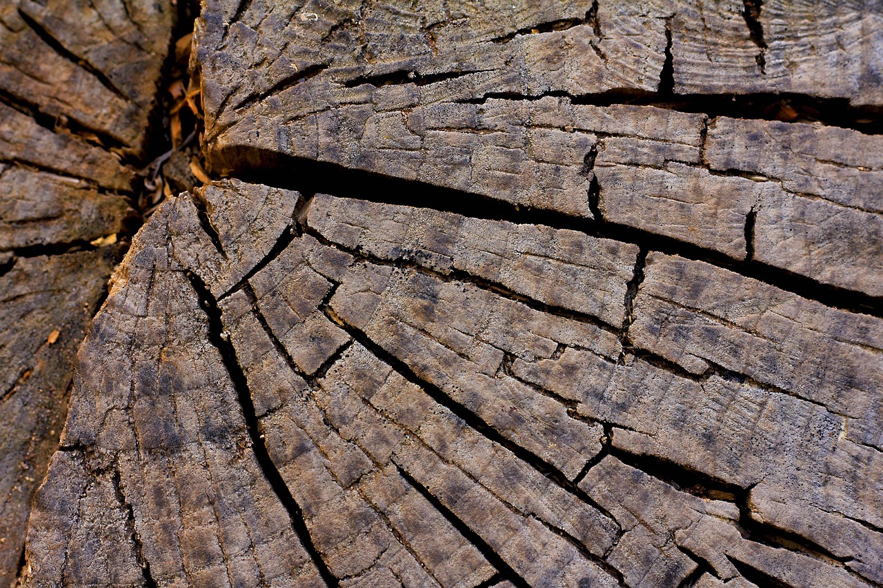 Rough Nature Pattern Free photo on Pixabay Pixabay