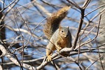 tree, nature, mammal