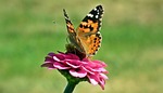 nature, butterfly day, insect