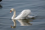 bird, waters, nature