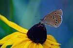 butterfly day, nature, insect