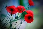 flower, plant, nature