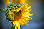 nature, plant, flower
