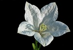 flower, rozwar, white