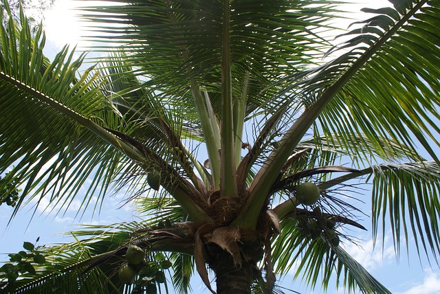 Free Palm Tropical photo and picture