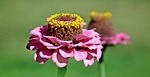nature, flower, zinnia