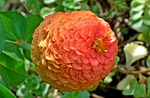 nature, flower, zinnia