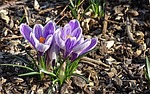 crocus, spring, lenz