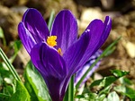 crocus, spring, lenz