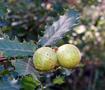 berries, wild, fruit