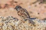 sparrow, nature, bird