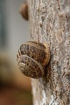 snail, tree, nature